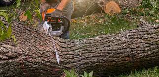 How Our Tree Care Process Works  in Powells Crossroads, TN